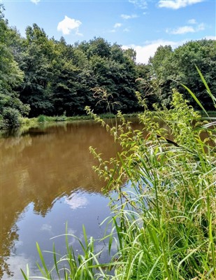 🌿 ZOMEREXCURSIE in het Schollebos– zaterdag 25 juli, 14.00 uur 🌿