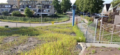 Gemeente Capelle aan den IJssel gaat de strijd aan met de Japanse Duizendknoop