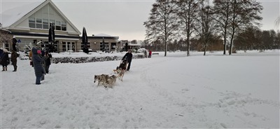 Kinderen genieten van unieke huskysleerit op besneeuwde golfbaan in Park Hitland te Nieuwerkerk aan den IJssel
