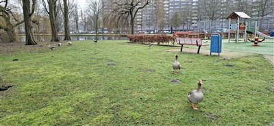 Gemeente Capelle pakt  overlast van ganzen aan door ganzeneieren te verwijderen.
