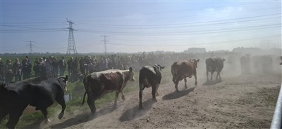 Koeien van boer Bas weer blij in de wei, Koeiendans trok vele bezoekers 