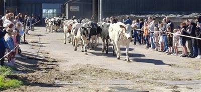 Grote belangstelling voor koeiendans bij Landwinkel Speksnijder: 115 koeien weer blij in de wei