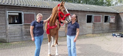 Mooi weer trekt veel bezoekers naar Golden Oldiedag bij Capelse Manege