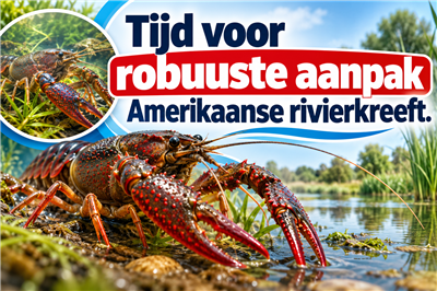 Tijd voor robuuste aanpak Amerikaanse rivierkreeft. 