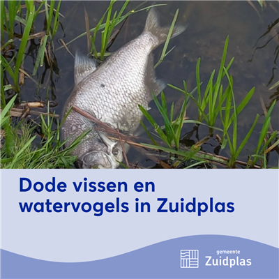 Dode 𝘃𝗶𝘀𝘀𝗲𝗻 𝗲𝗻 𝘄𝗮𝘁𝗲𝗿𝘃𝗼𝗴𝗲𝗹𝘀 𝗶𝗻 Zuidplas