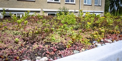 Water opvangen, vergroenen en verkoelen makkelijker met aangepaste subsidieregeling