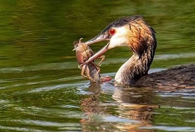  Jaarrapportage waterkwaliteit 2025: maatregelen helpen, maar druk op waterkwaliteit blijft groot