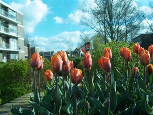 Wil je weten welke feestelijke activiteiten Oranjevereniging Oranje Nassau organiseert?