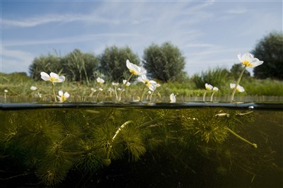 Waterschap investeert fors in waterkwaliteit en kreeftenaanpak