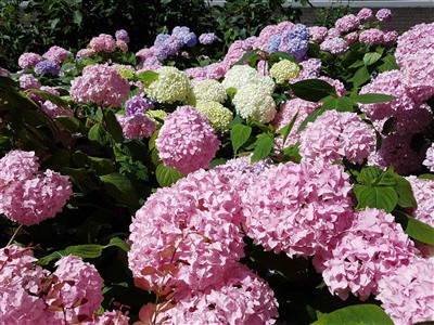 Gratis tuinadvies van een tuinranger uit Krimpenerwaard