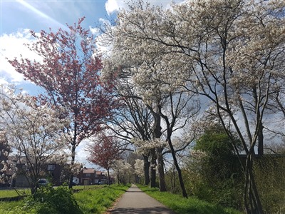 Gratis bomen voor Haastrecht en Stolwijk