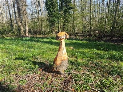 Wandel mee met de Zomerexcursie in het Schollebos – zaterdag 26 juli