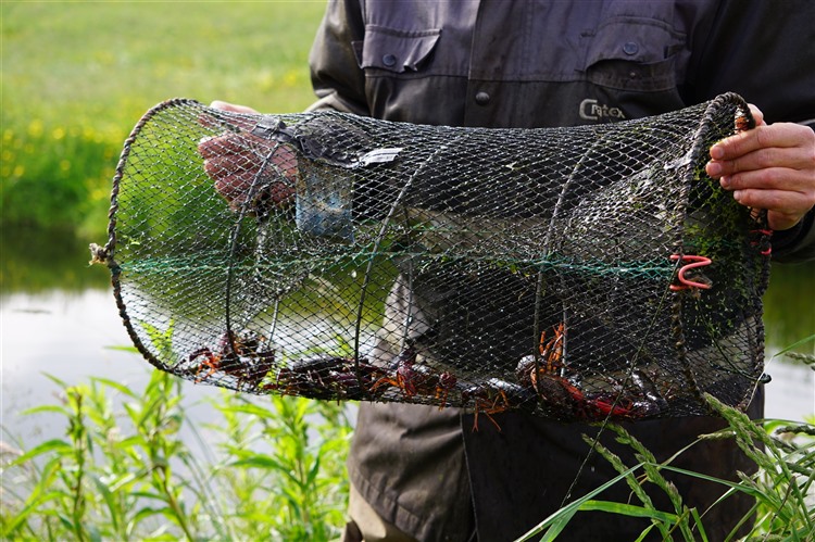 kreeftenvisser-met-kreeften-in-korf.JPG
